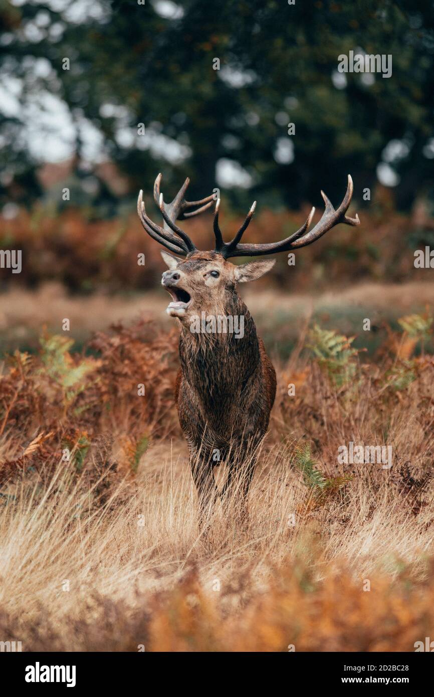 Cervus elaphus (Cervus elaphus) Stag arenando durante la ruca Foto Stock