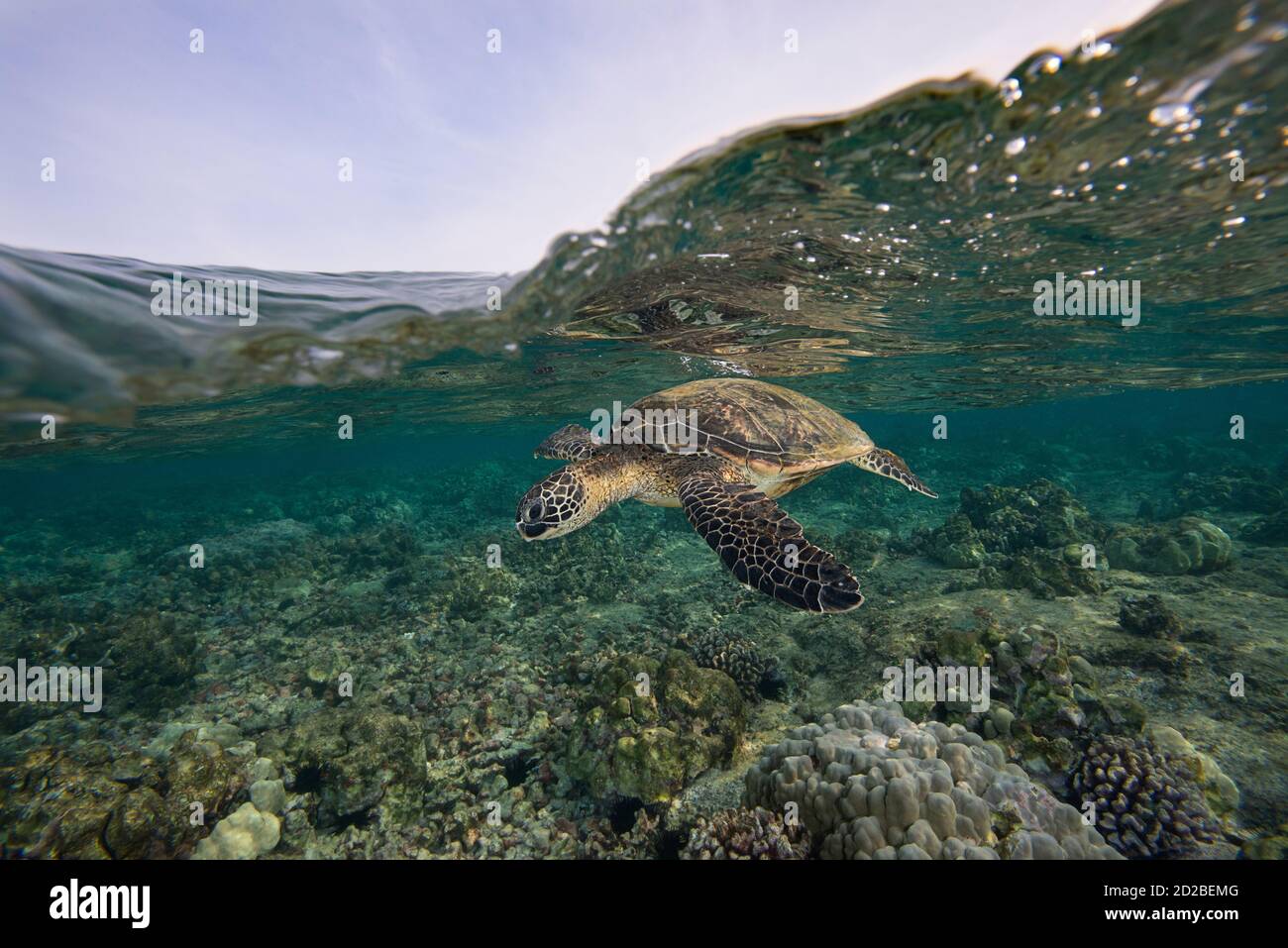 Tartaruga verde o honu, Chelonia mydas, Kahalu'u Beach Park, Keauhou, Kona, Hawaii, USA ( Oceano Pacifico Centrale ) Foto Stock