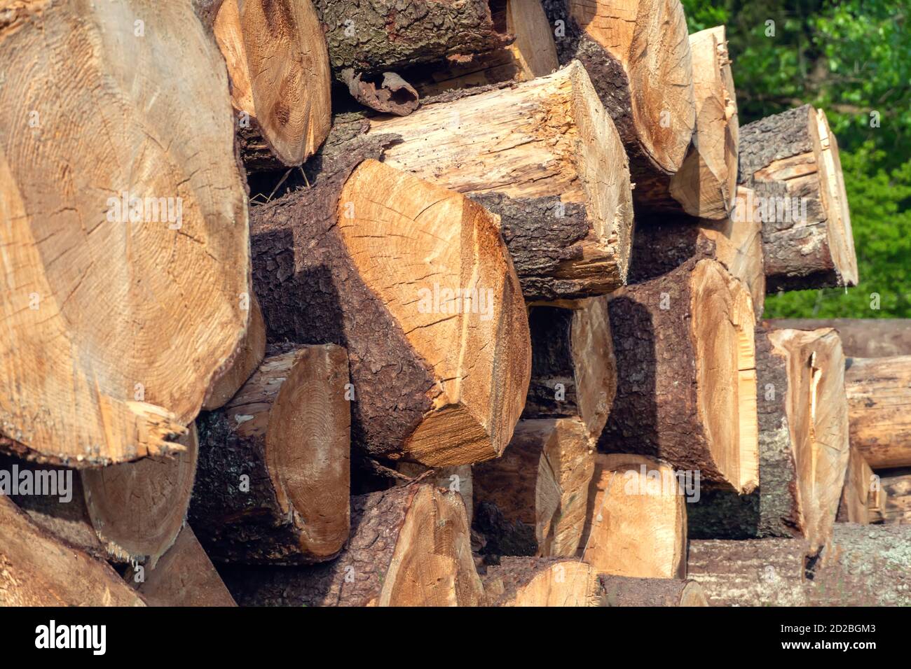 Molti ceppi abbattuto si trovano uno sopra l'altro vicino su Foto Stock