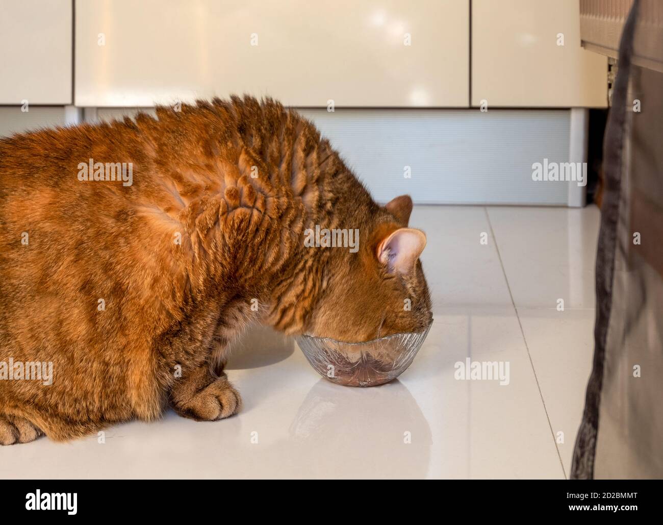 Gatto rosso grasso con capelli spessi mangia cibo gatto da una ciotola di vetro Foto Stock