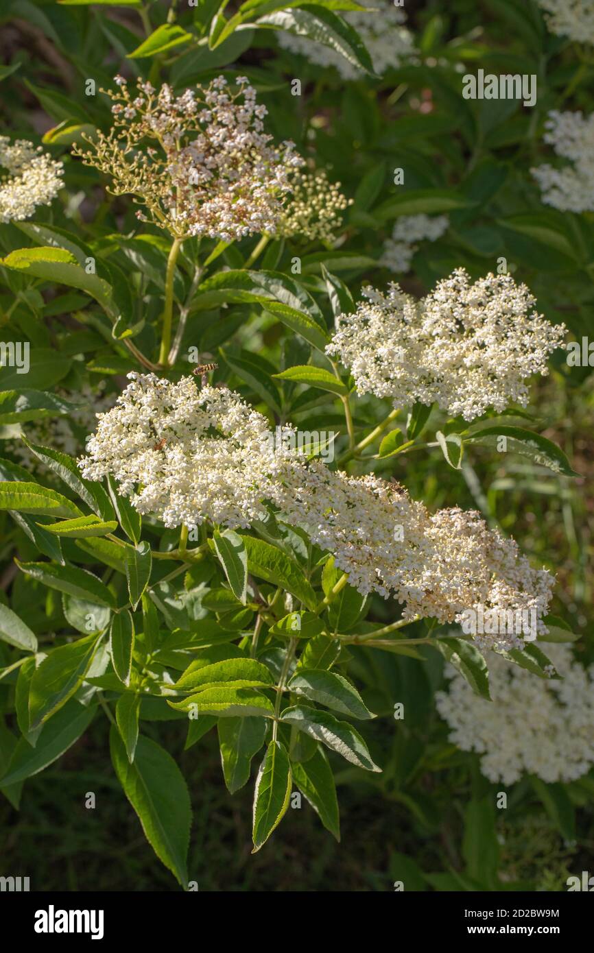L'albero più anziano (Sambucus nigra). Fiori in diverse fasi di apertura e a fiori che iniziano a trasformarsi in bacche. Foglie verdi, fogliame. Giugno, luglio. Foto Stock