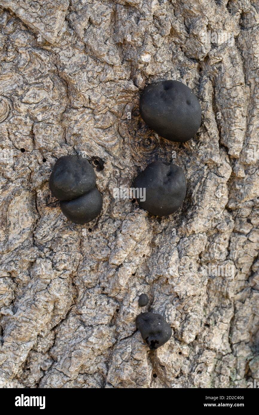 Carbone Fungus, carbone sfere, re Alfreds torte, o fuoco di partenza Fungus, (Daldinia concentricia). Sulla corteccia di un albero di cenere morto (Fraxinus excelsior), Foto Stock