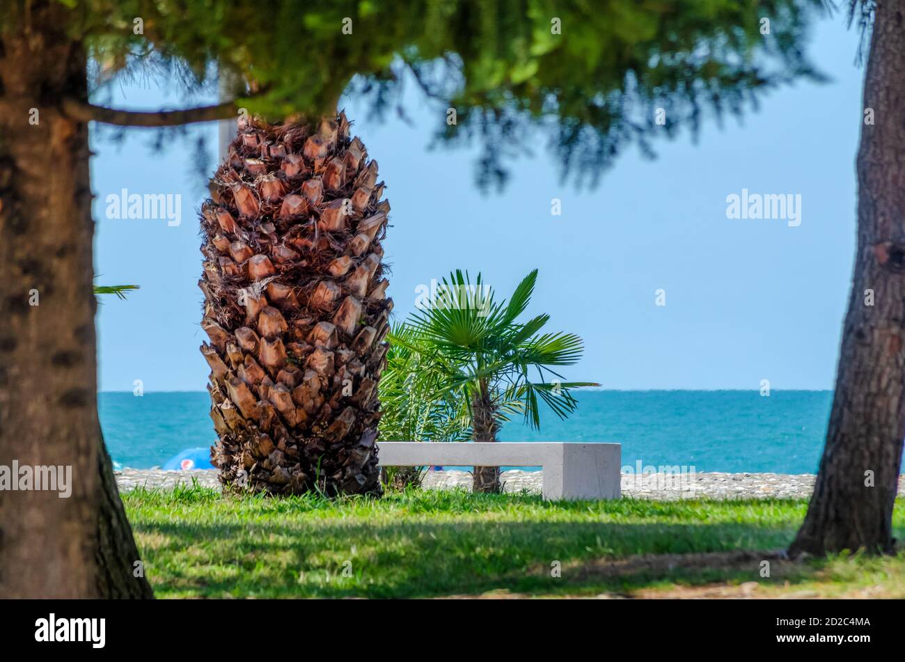 Bella passeggiata che si affaccia sul mare: Una panca bianca vicino a una palma in una giornata di sole. Georgia, Batumi Foto Stock