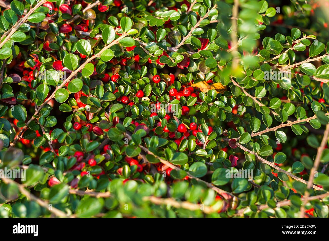 Grappoli di bacche rosse di un Cotoneaster Horizalis Decne. Illuminato da luce solare tenue sera, sfondo autunno Foto Stock
