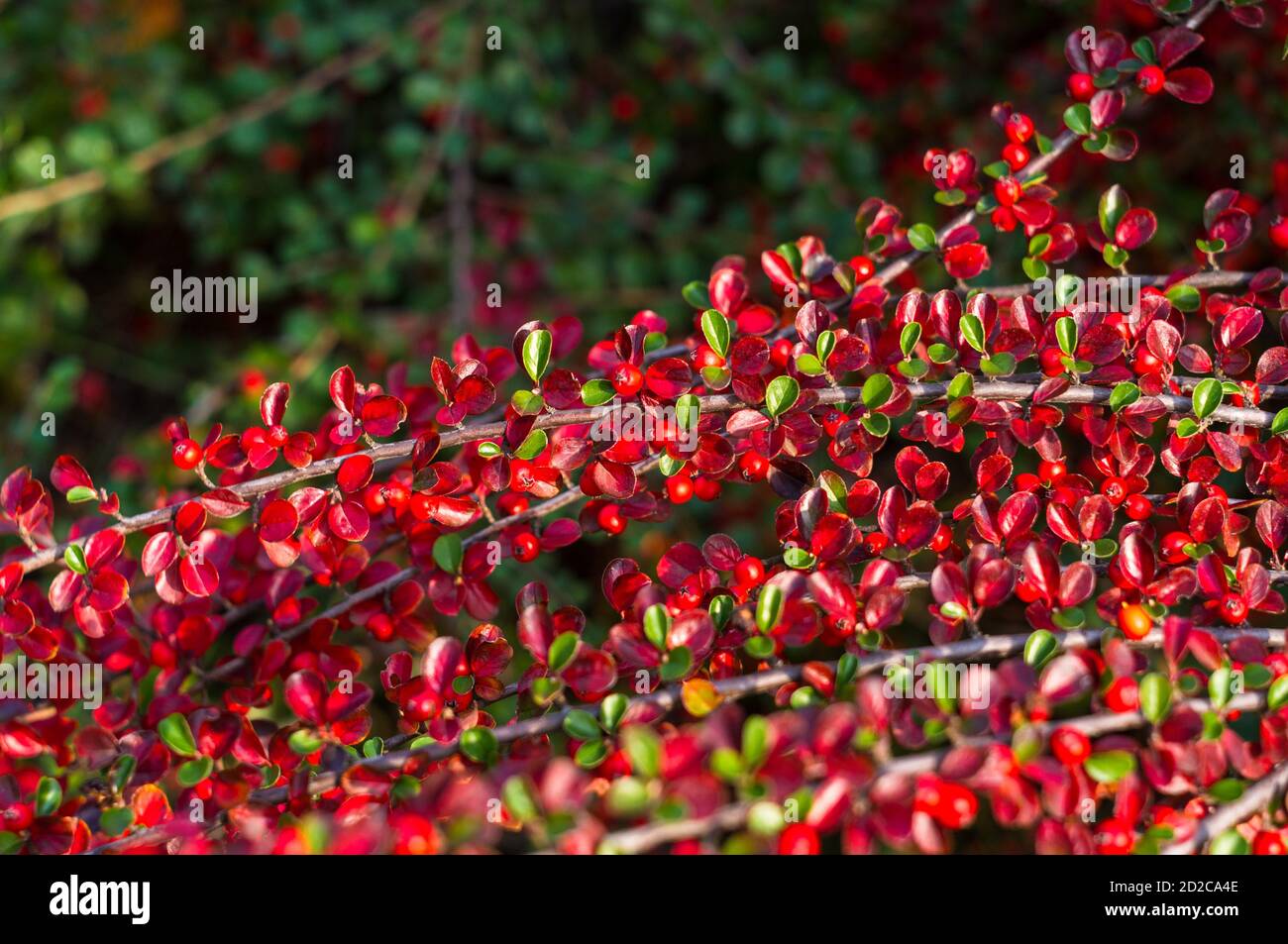 Grappoli di bacche rosse di un Cotoneaster Horizalis Decne. Illuminato da luce solare tenue sera, sfondo autunno Foto Stock