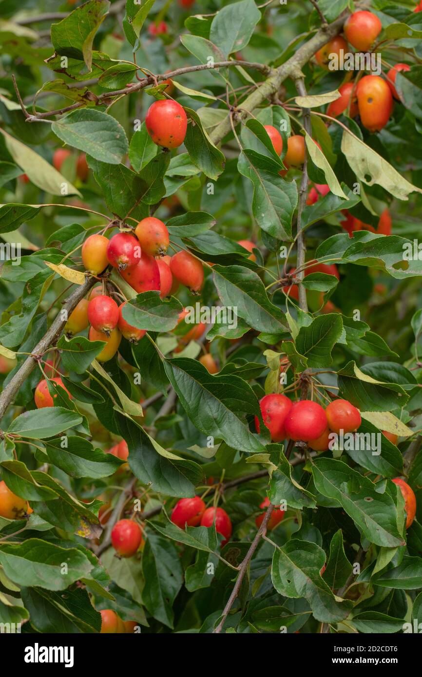 Mela granchio, albero, frutta (Malus sylvestris). Frutta autunno colorata. Peso dei numeri che portano giù le diramazioni. Antenato selvatico tutte le varietà coltivate Foto Stock