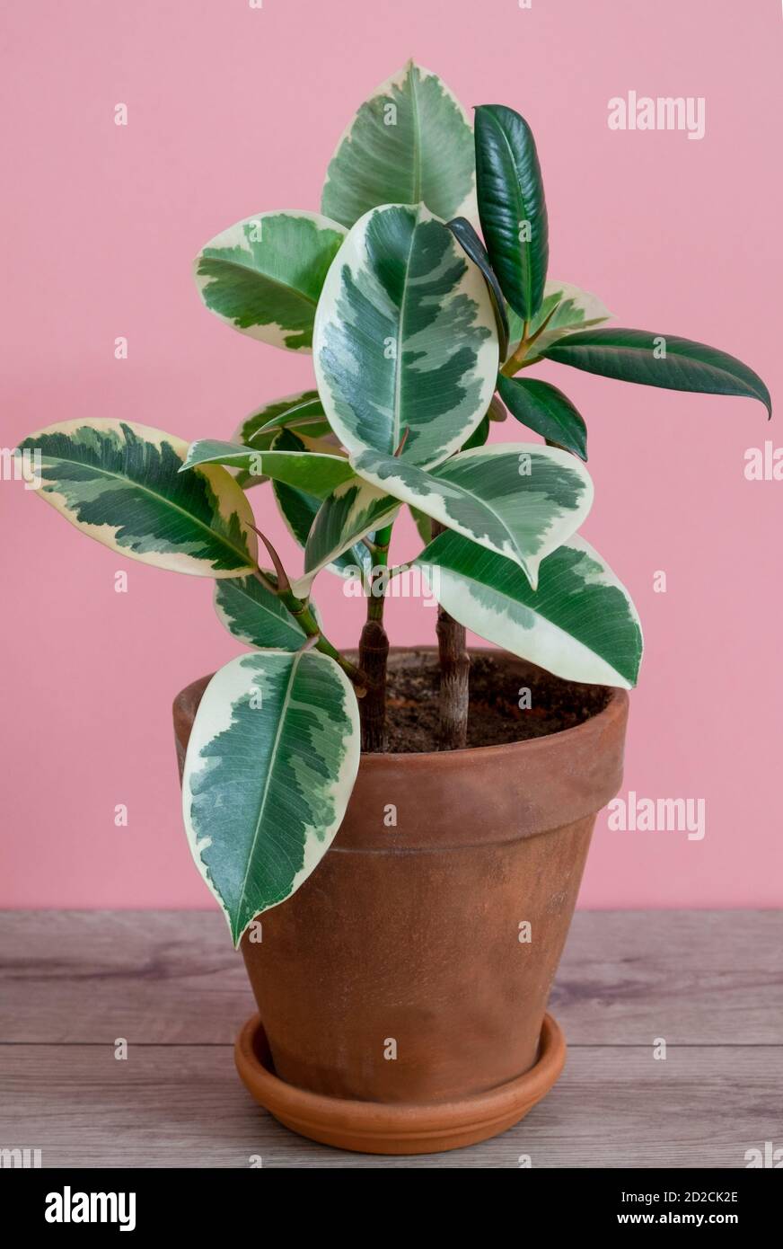 Fiche di gomma della varietà tieneke in un vaso di fiori di argilla su sfondo rosa. Foto Stock