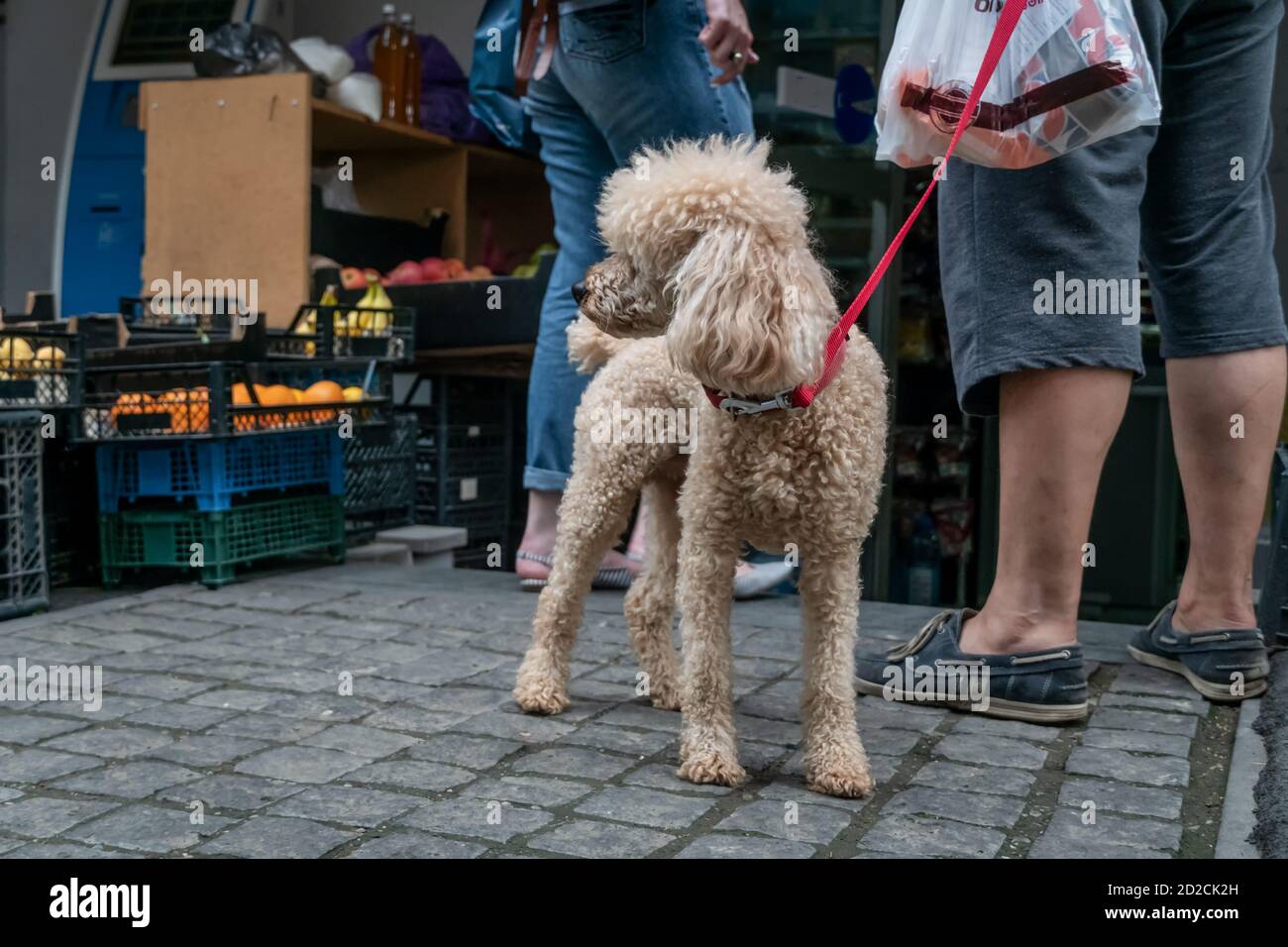 Cute poodle bianco con un guinzaglio rosso vicino al proprietario vicino al rack con frutta e verdura Foto Stock