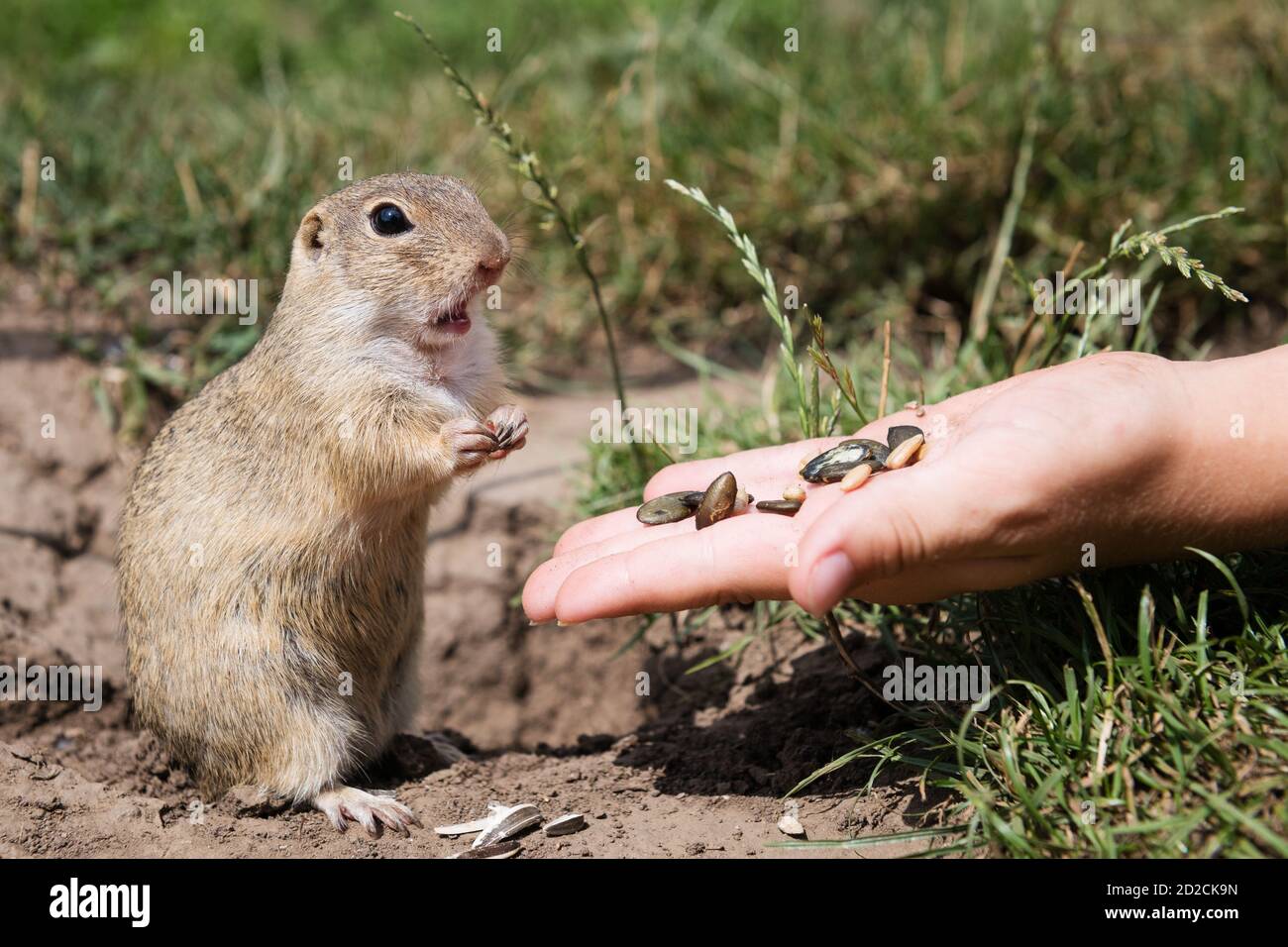 Scoiattolo di terra europeo che mangia semi dalla mano nella pianura di Muran, Slovacchia Foto Stock
