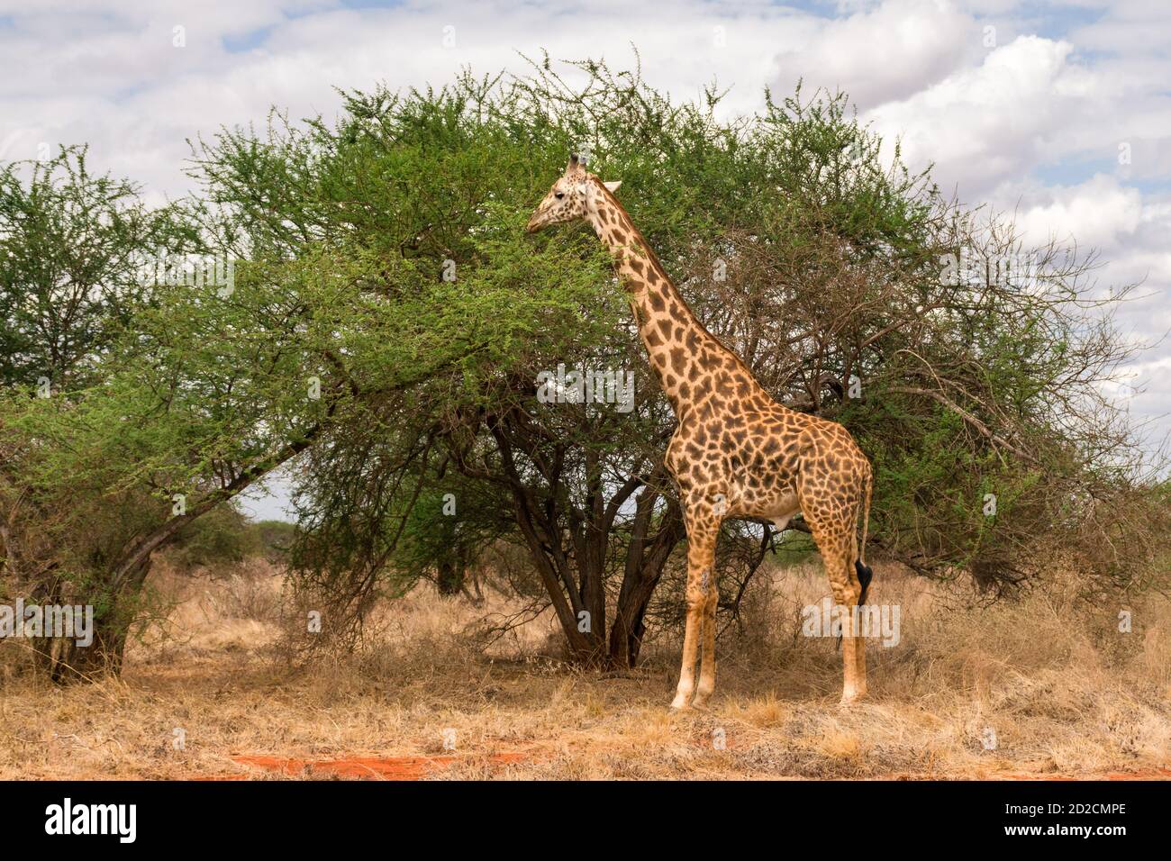 Masai giraffe (Giraffa camelopardalis tippelskirchii) che si nutre di Acacia Tree, Tsavo, Kenya Foto Stock