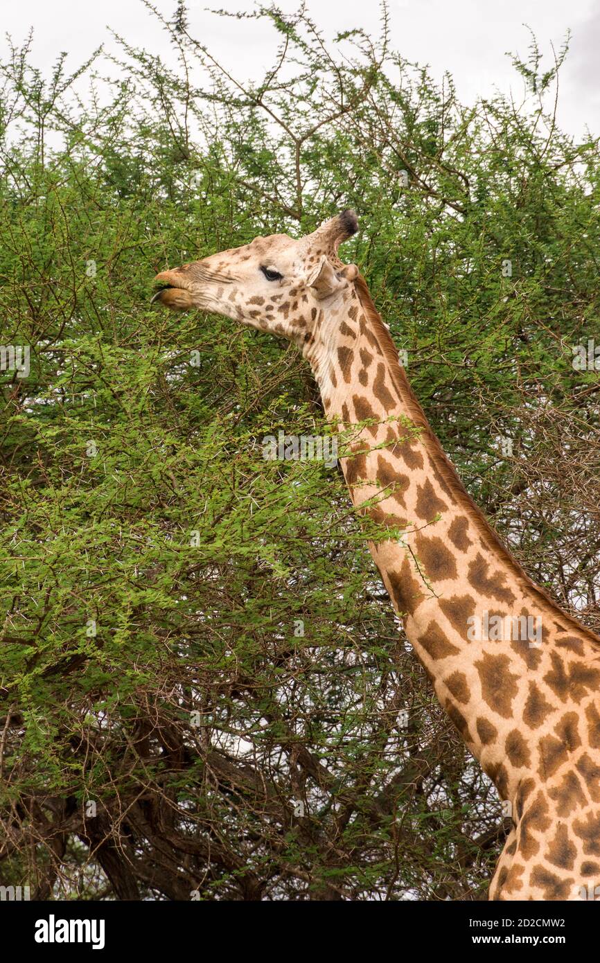 Masai giraffe (Giraffa camelopardalis tippelskirchii) che si nutre di Acacia Tree, Tsavo, Kenya Foto Stock