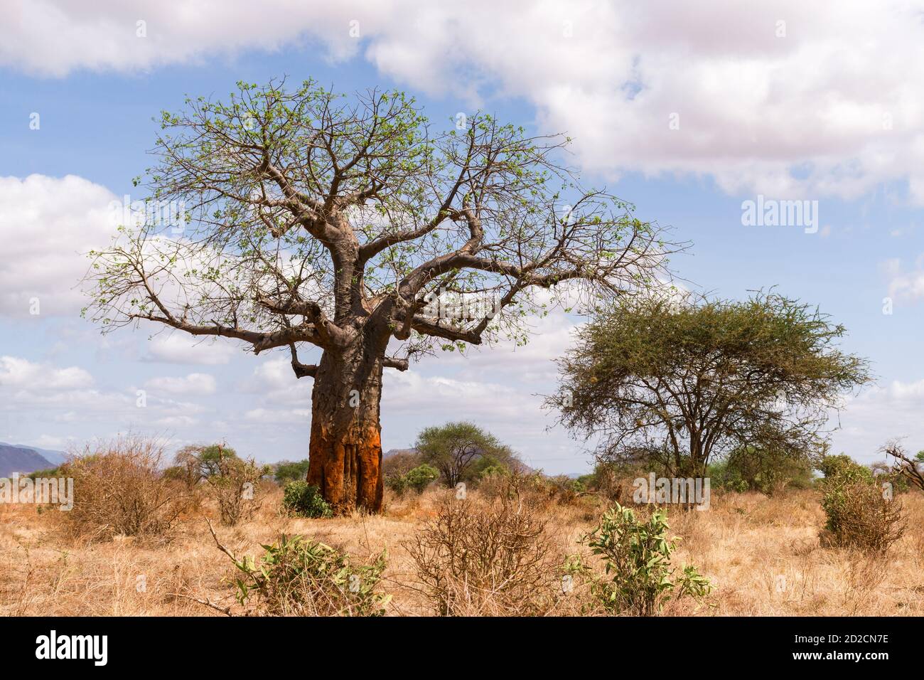 Un grande albero di baobab africano (Adansonia digitata) in savana aperta in una mattina soleggiata, Kenya, Africa orientale Foto Stock