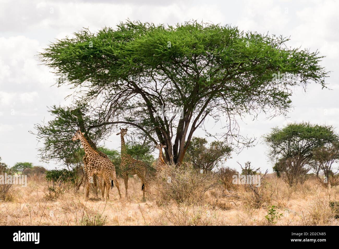Mandria di giraffe Masai (Giraffa camelopardalis tippelskirchii) che si nutre di Acacia Tree, Tsavo, Kenya Foto Stock