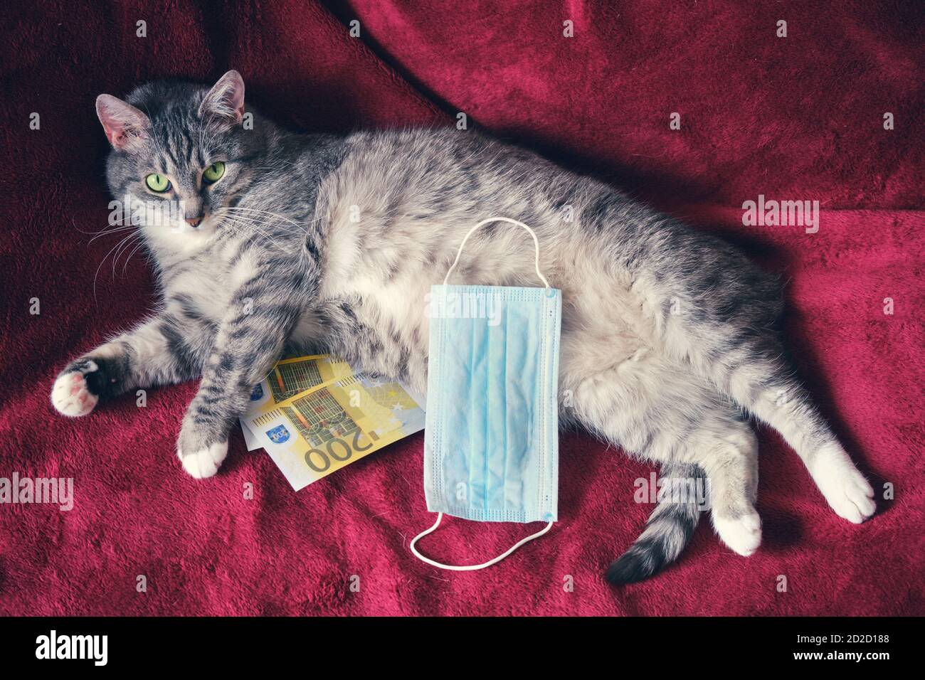 Il gatto grasso giace pancia con soldi in euro e una maschera medica, il  concetto di quarantena dal coronavirus pandemia Foto stock - Alamy