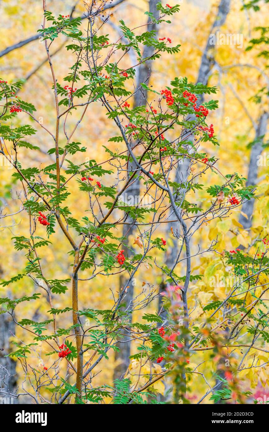 Frassino di montagna con bacche, autunno, Edworthy Park, Calgary, Alberta, Canada Foto Stock