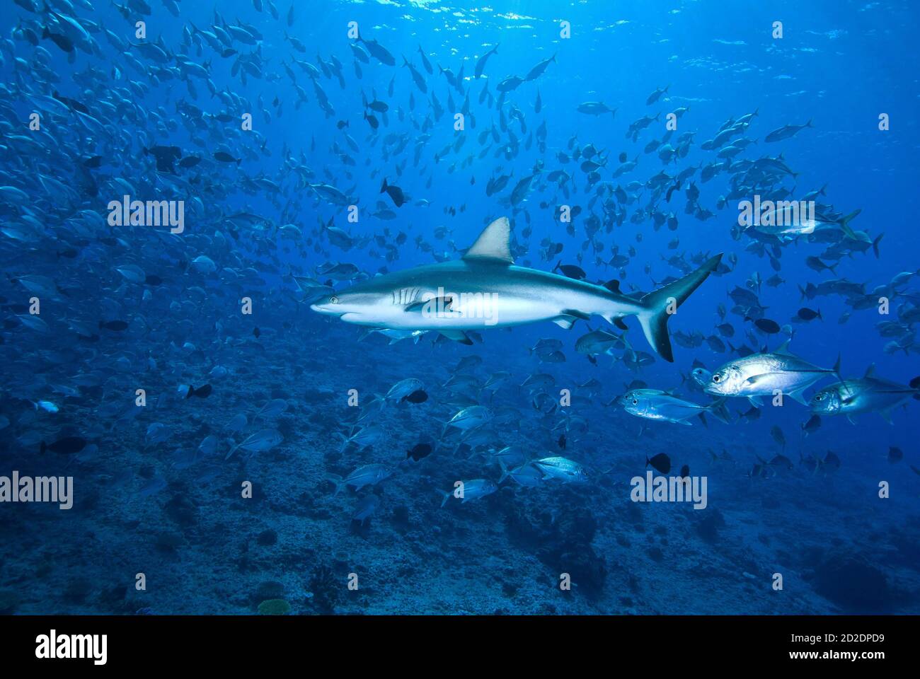 Squalo della barriera Corallina grigia in nuvola di jacks al Blue Corner Foto Stock