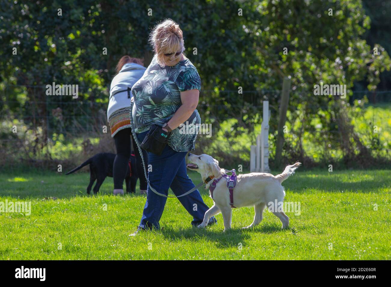 Corsi di addestramento per cani. Golden Labrador Retriever, indossando un collare, e qui con un imbracatura sopra le spalle con il cavo lungo attaccato. Foto Stock