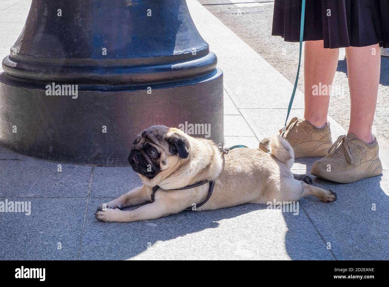 Un piccolo cane grasso razza pug stanco e si trova sul marciapiede vicino ai piedi della sua padrona. Foto Stock