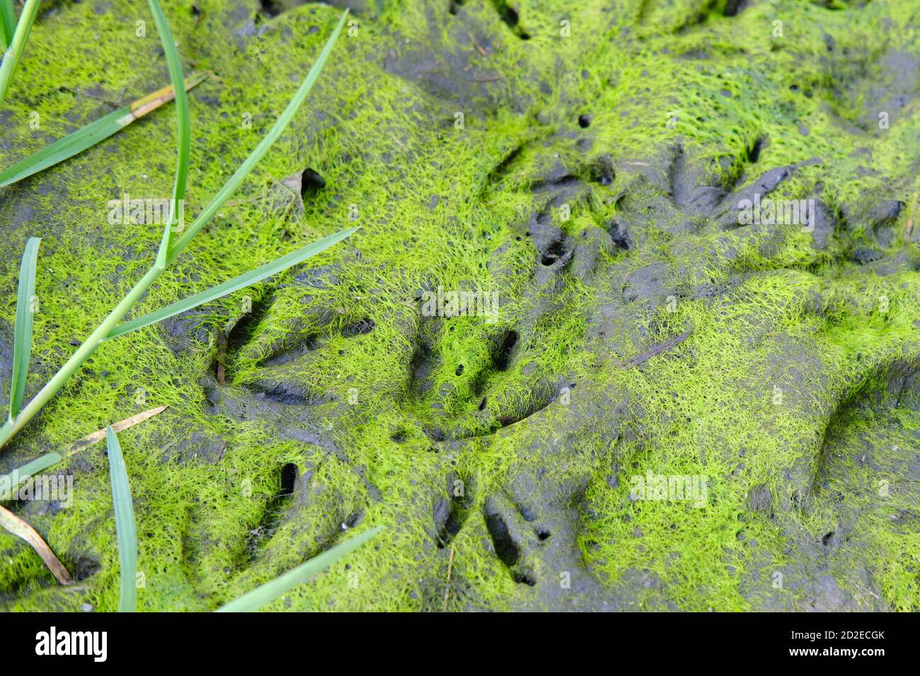 Impronte di anatre di uccelli nella palude, primo piano Foto Stock