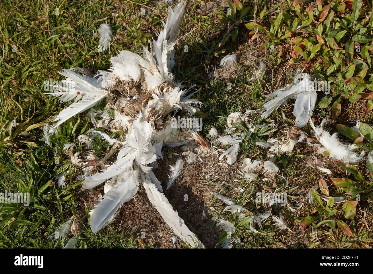 Corpo di uccello morto che decompone il gabbiano Foto Stock