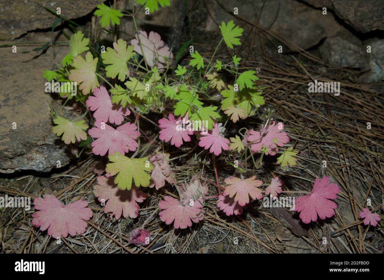 Foglie di ranunculus cortusifolius butterculo canarino. Riserva naturale integrale di Inagua. Tejeda. Gran Canaria. Isole Canarie. Spagna. Foto Stock