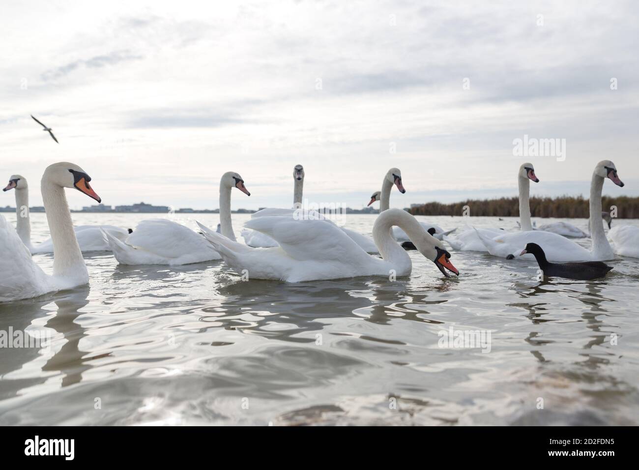 Cigni bianchi che nuotano su un lago vicino alla riva Foto Stock