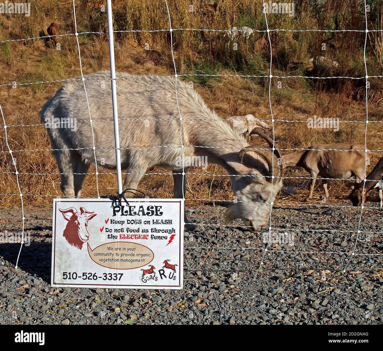 Goats R Us, gregge per ridurre i rischi di inondazioni e incendi lungo Alameda Creek a Union City, Californiaat Alameda Creek a Union City, California Foto Stock