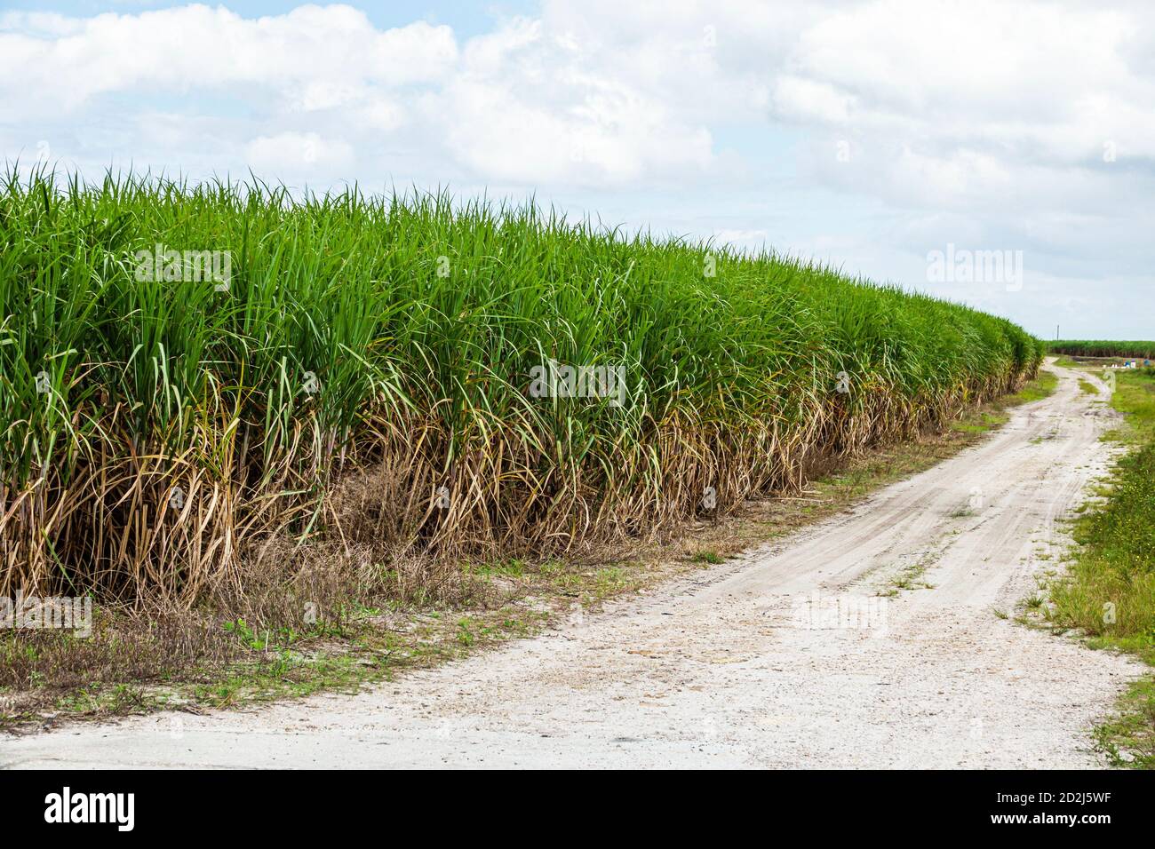 Florida,Clewiston,Everglades Area agricola EAA,industria della canna da zucchero,agricoltura,agricoltura,campo,strada di servizio dello sporco,i visitatori viaggiano Foto Stock