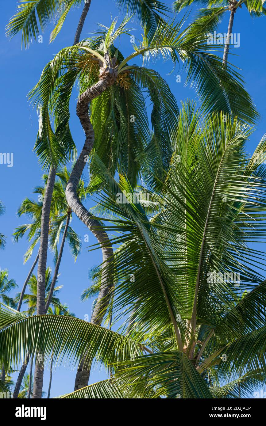 Palma di cocco ricurva nel parco nazionale di Puuhonua o Honanunau a South Kona, Hawaii Foto Stock