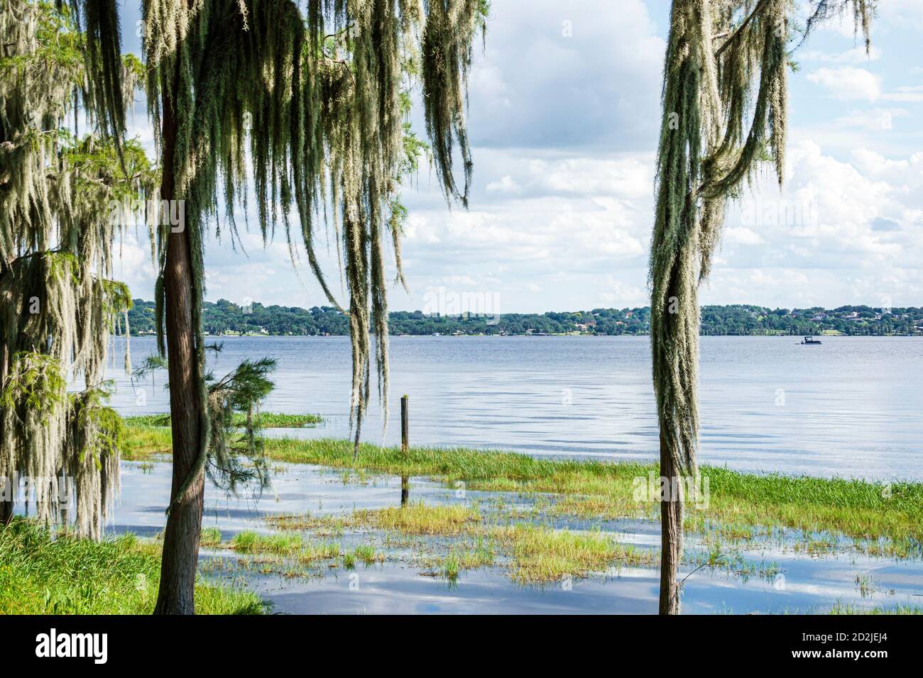 Florida,Lago Winona,riva,alberi ricoperti di muschio spagnolo,erbe,alto livello d'acqua,paesaggi naturali delle zone umide del nauco,i visitatori viaggiano turistico Foto Stock