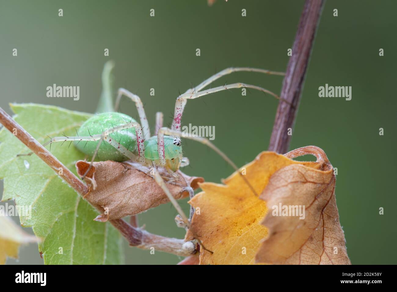 Green Lynx Spider (viridans di Peucetia) su pianta con colori autunnali Foto Stock