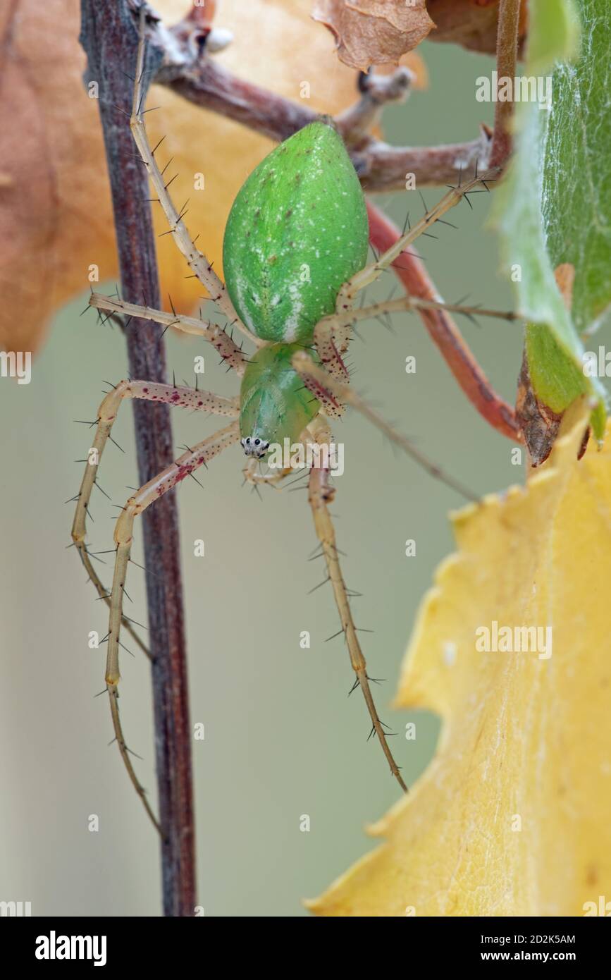 Green Lynx Spider (viridans di Peucetia) su pianta con colori autunnali Foto Stock