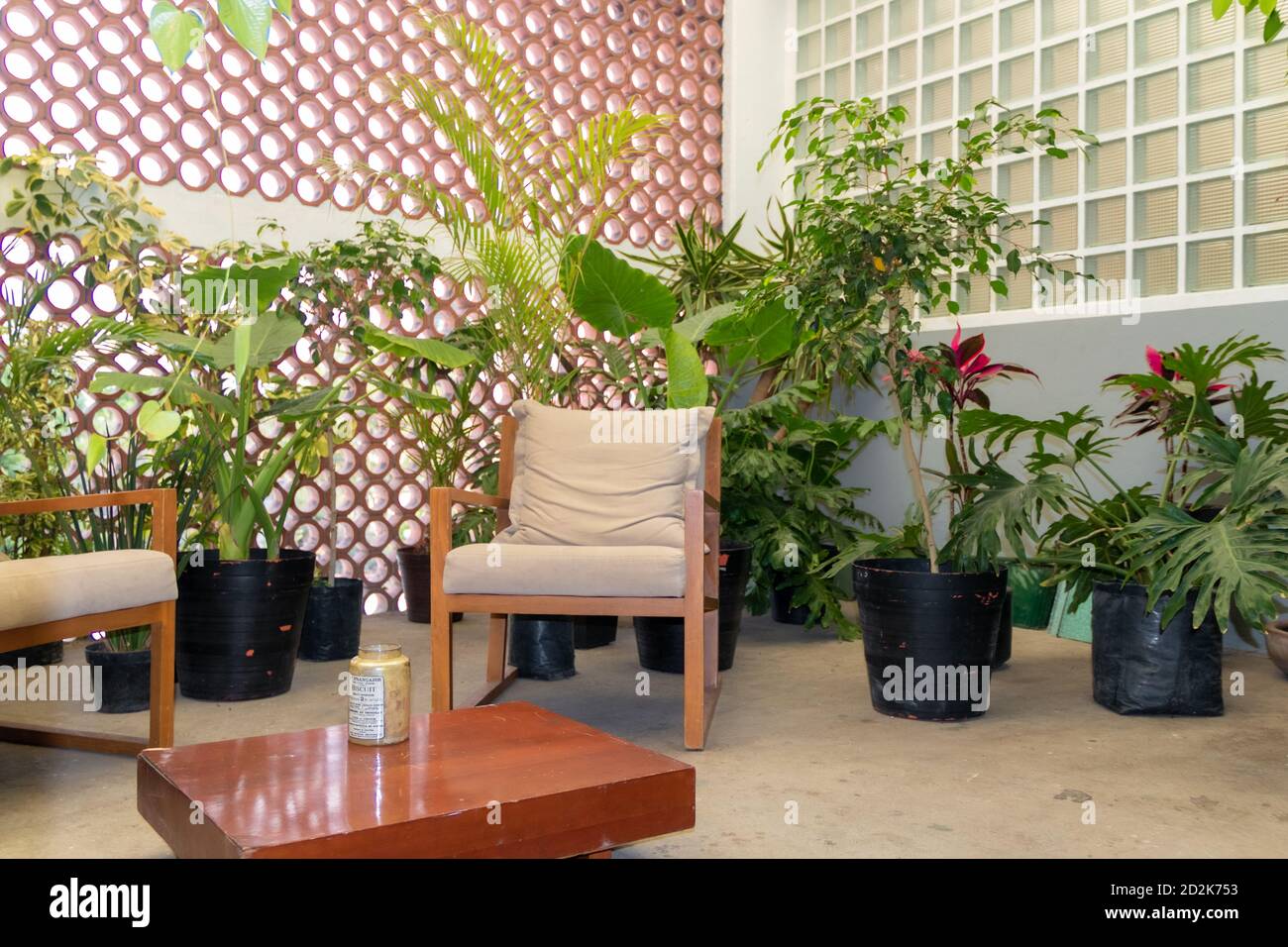 Solare. Giardino interno con una varietà di piante e sedie in tessuto bianco con finiture in legno. Design degli interni Foto Stock Solare. Giardino interno con una varietà di piante e sedie in tessuto bianco con finiture in legno. Design degli interni Foto Stock