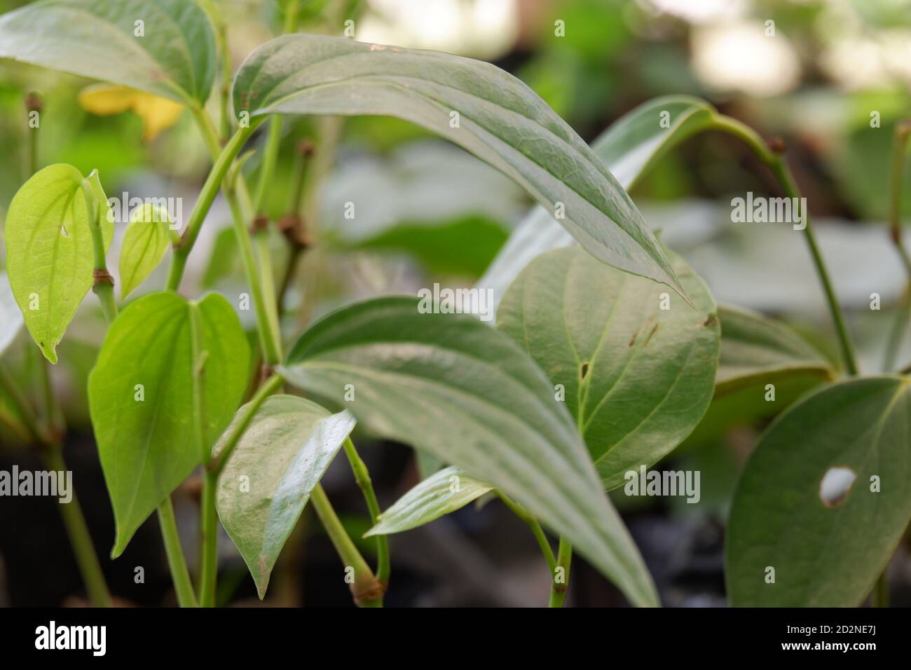 Betel è una pianta indonesiana nativa che coltiva viti o si appoggia su altri tronchi di alberi. Utilizzato per piante erboristiche e per rituali culturali Foto Stock