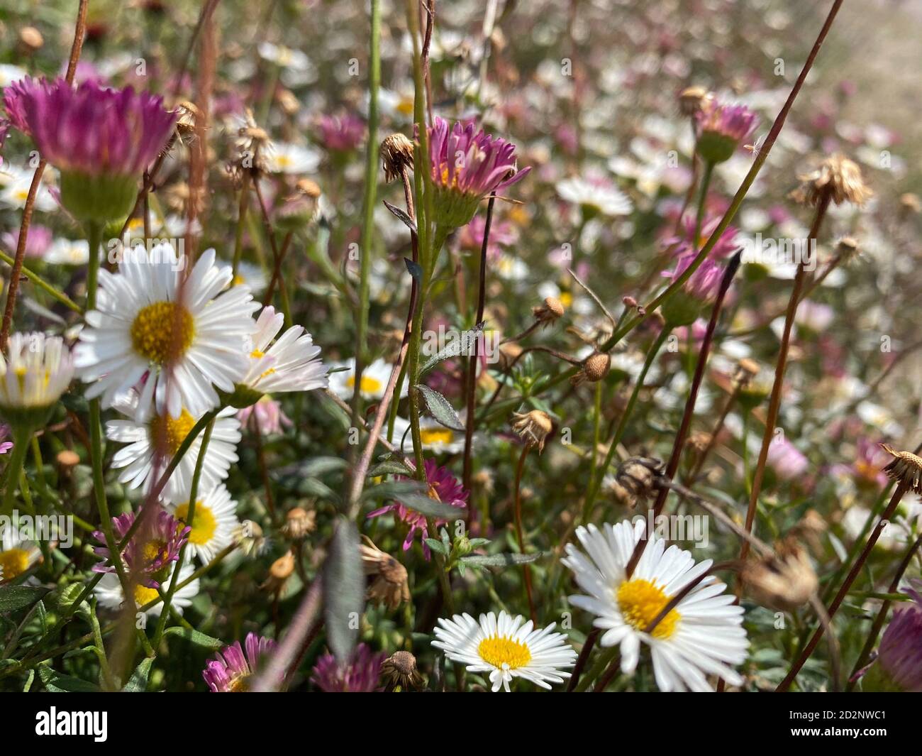 Estate prato fiore paesaggio. Medow campo erba, fiori colorati e Daisy primo piano Foto Stock