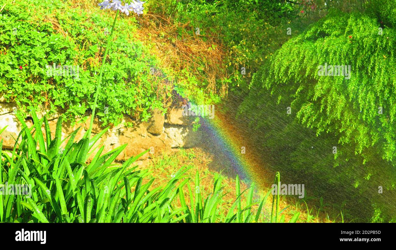 Sprinkler annaffiatura arbusti e piante su terrapieno creando arcobaleno in Caldo sole primaverile andaluso Foto Stock
