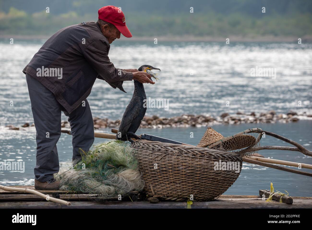 Yangshuo, Guilin, provincia di Guangxi, Cina - 12 novembre 2019: Pescatore cormorano che prende un pesce dall'uccello bea sul fiume li. Foto Stock