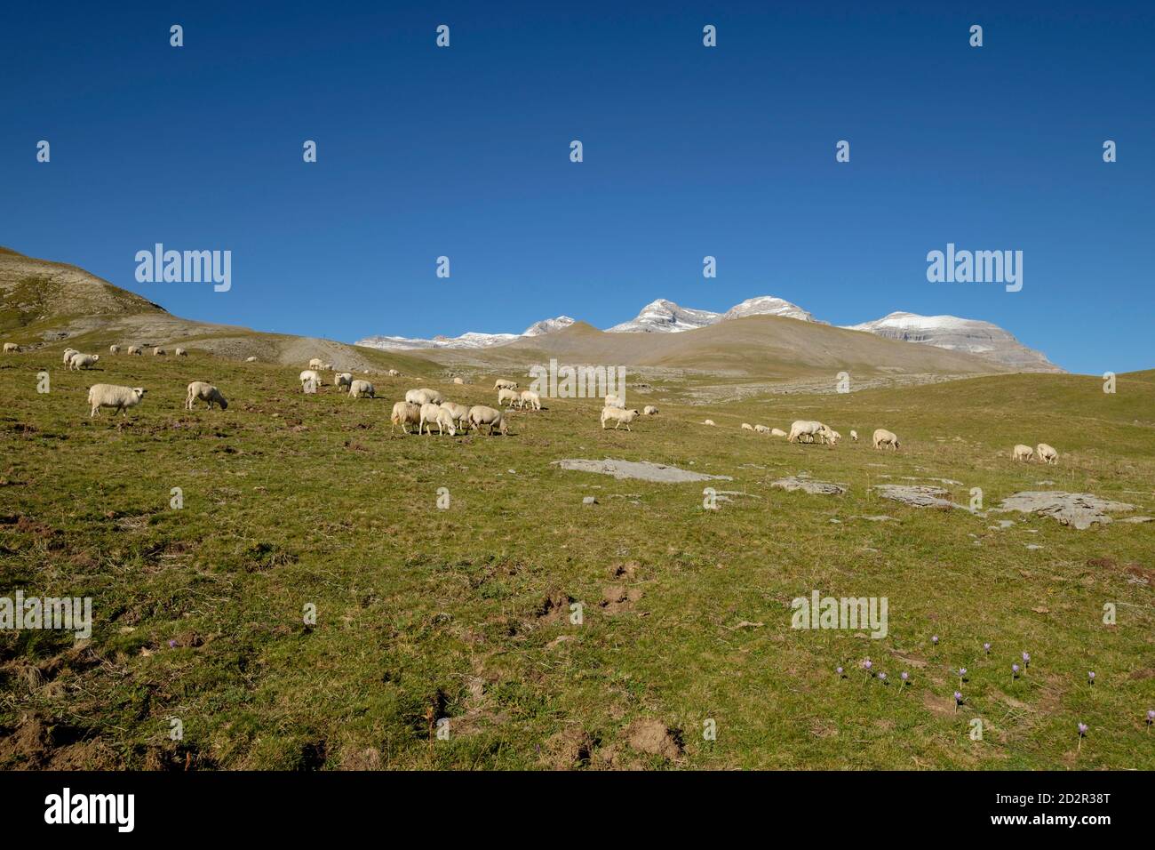 rebaño de ovejas en los pastos de plano Tripals, parque nacional de Ordesa y Monte Perdido, comarca del Sobrarbe, Huesca, Aragón, cordillera de los P. Foto Stock
