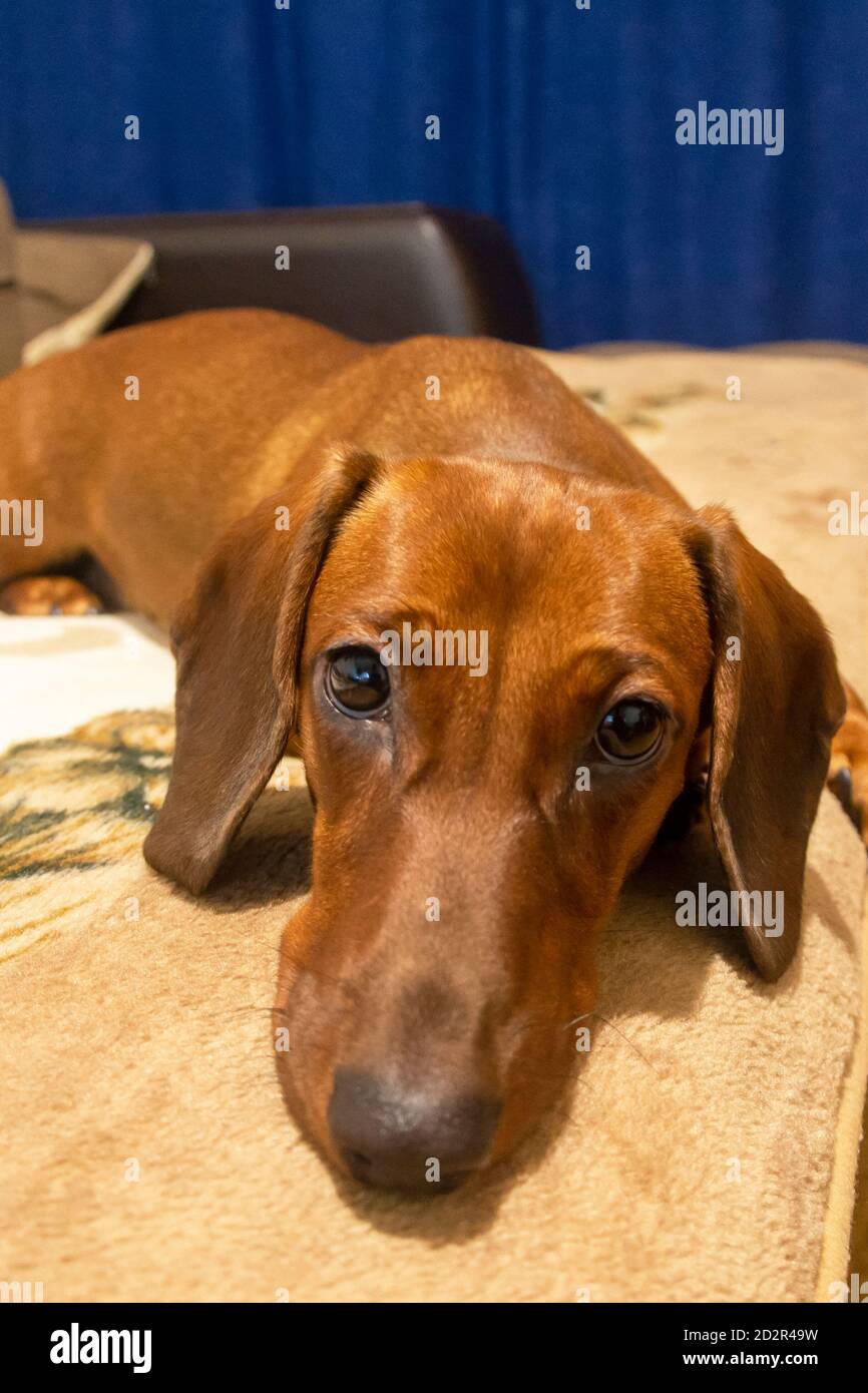 Lungo dachshund rosso è sdraiato sul letto. Occhi tristi guardano nella fotocamera. Il cane si annoia senza il proprietario. Messa a fuoco selettiva. Foto Stock