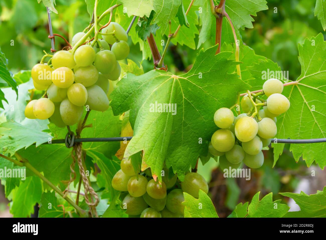 Grappoli di uve bianche mature crescono sui vigneti in estate in giardino. Foglie di vite verde brillante, luce solare. Concetto di vinificazione, raccolto di biologico. Foto Stock