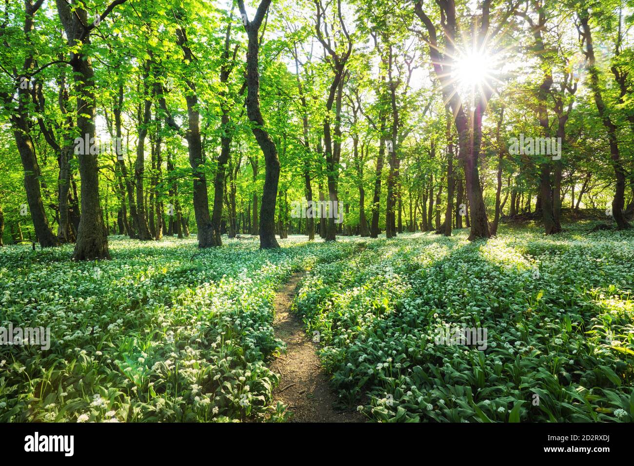 Paesaggio verde della foresta con aglio di fiori bianchi e alberi, Slovacchia Foto Stock
