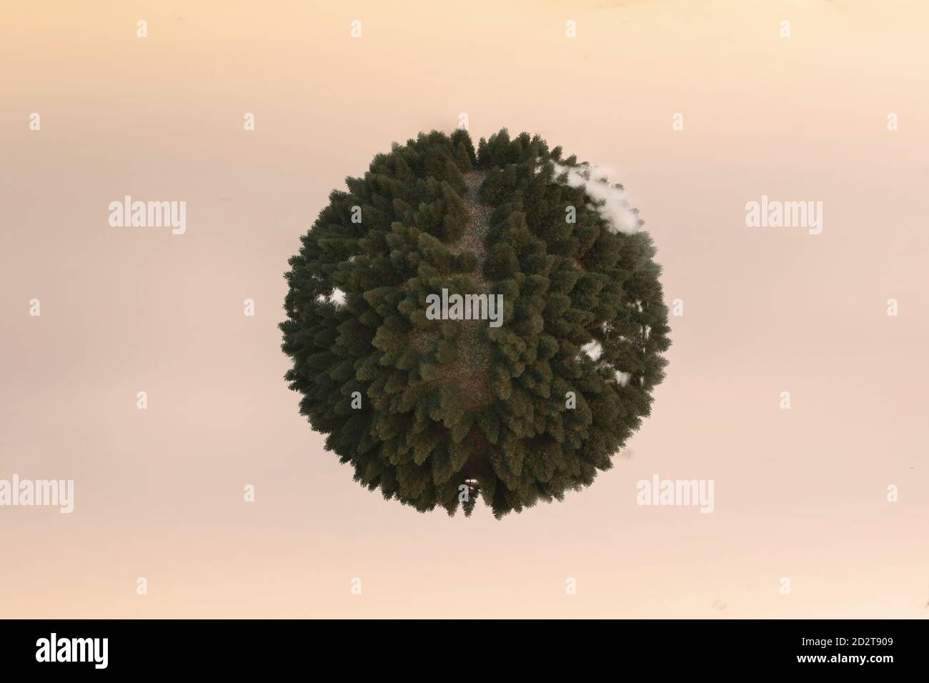 rendering 3d della foresta di conifere con percorso in forma sferica Foto Stock
