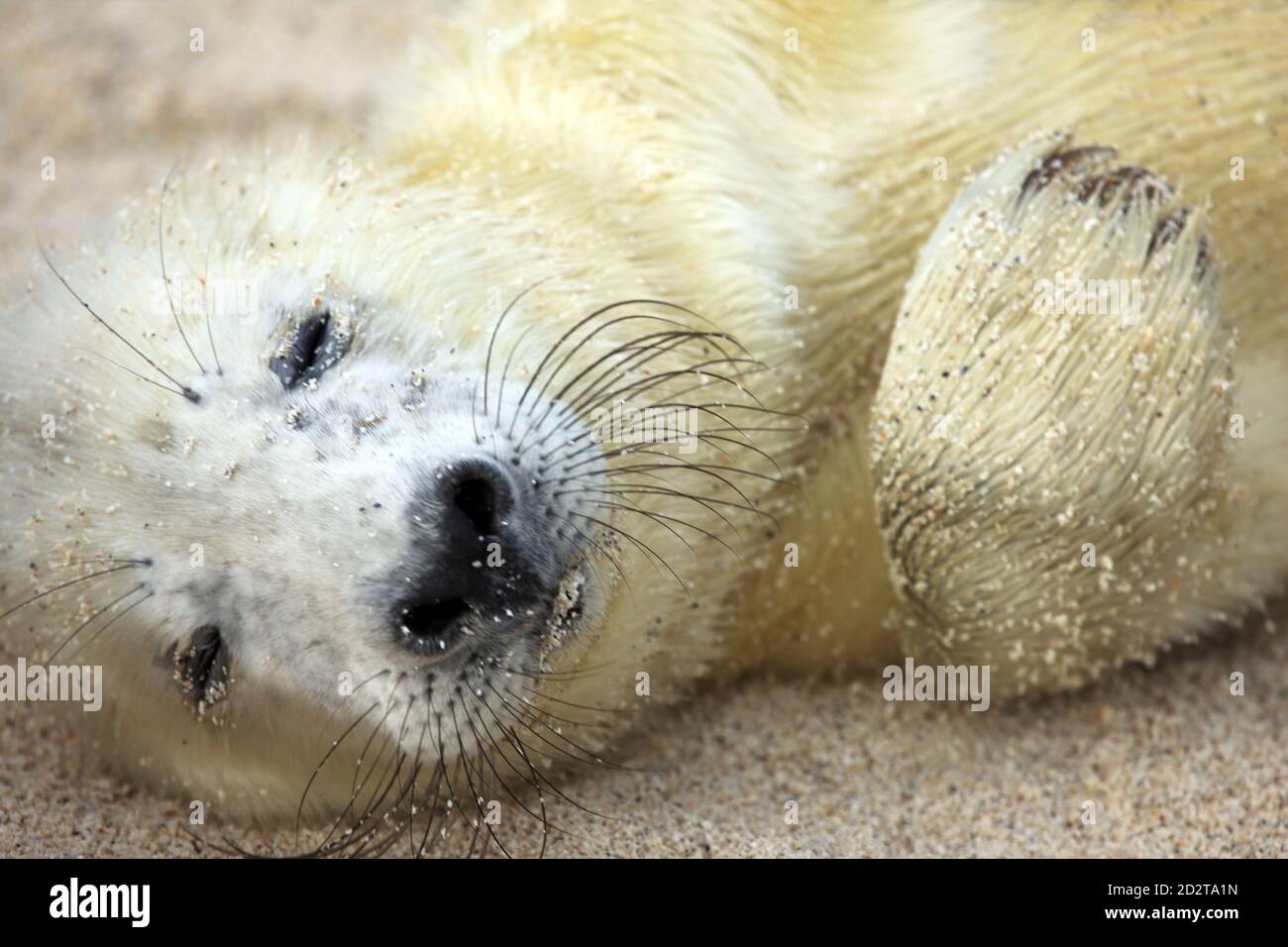 Primo piano di un simpatico sigillo grigio neonato (Herichoerus grypus) Pup su un'isola scozzese disabitata nelle Ebridi interne Della Scozia Foto Stock