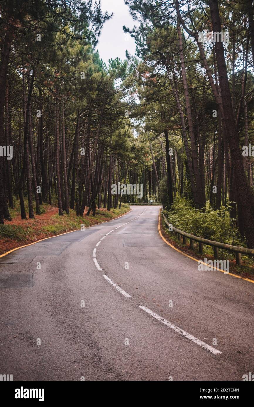 Vuota strada asfaltata curva stretta che corre tra alti alberi verdi in estate foresta Foto Stock