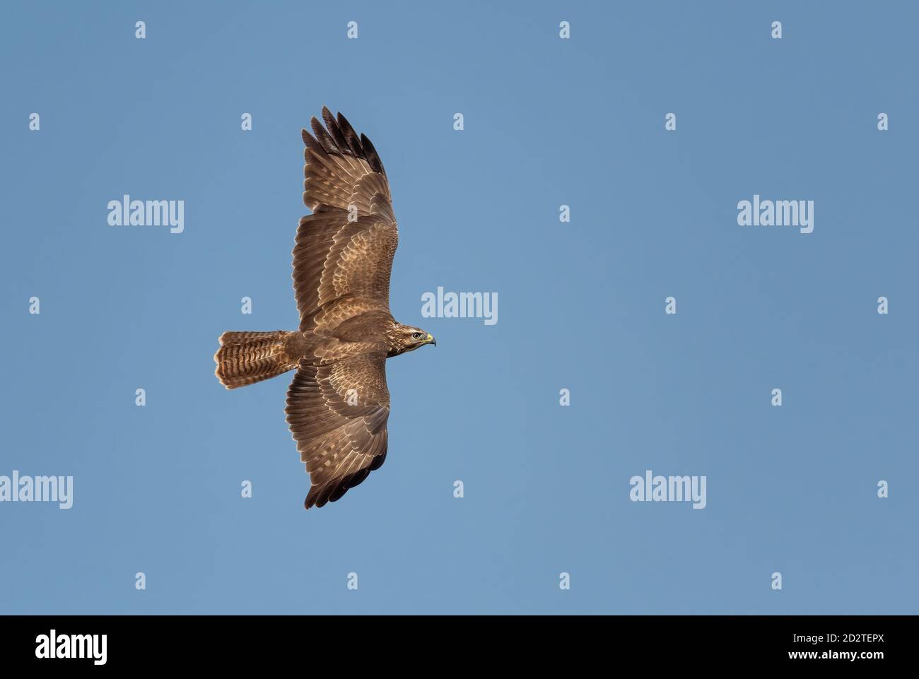 Buzzard - Buteo buteo, uccello comune di preda di campi europei, prati e boschi, isola di Pag, Croazia. Foto Stock
