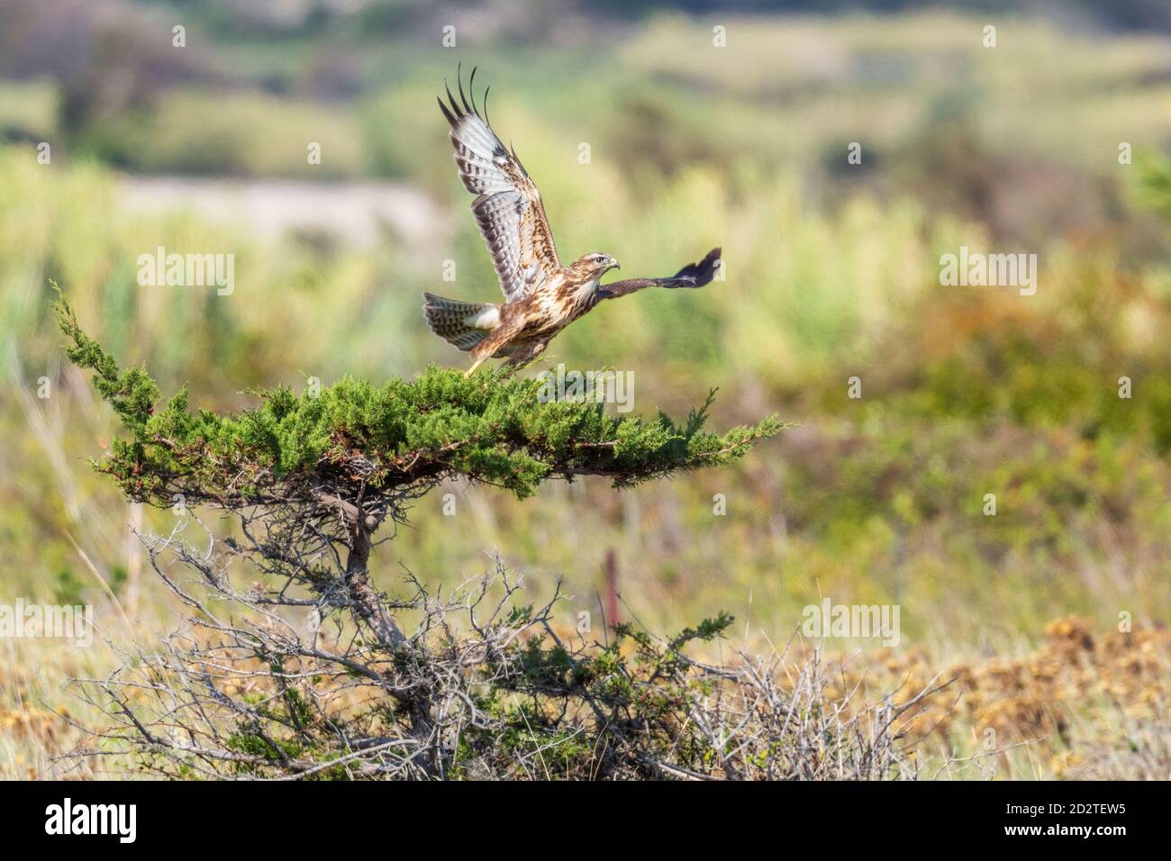 Buzzard - Buteo buteo, uccello comune di preda di campi europei, prati e boschi, isola di Pag, Croazia. Foto Stock