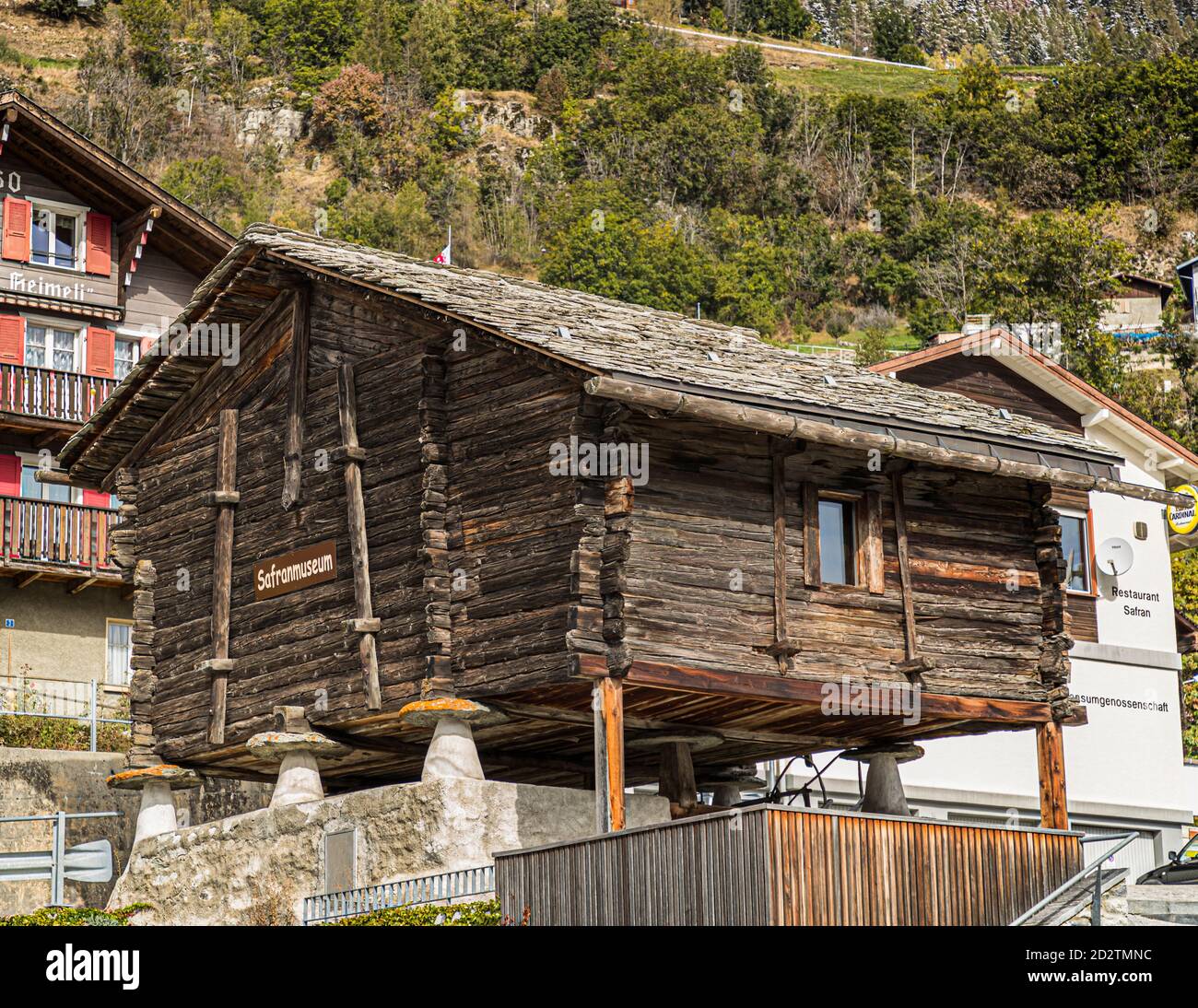 Raccolta e lavorazione dello zafferano a Mund, Naters, Svizzera Foto Stock