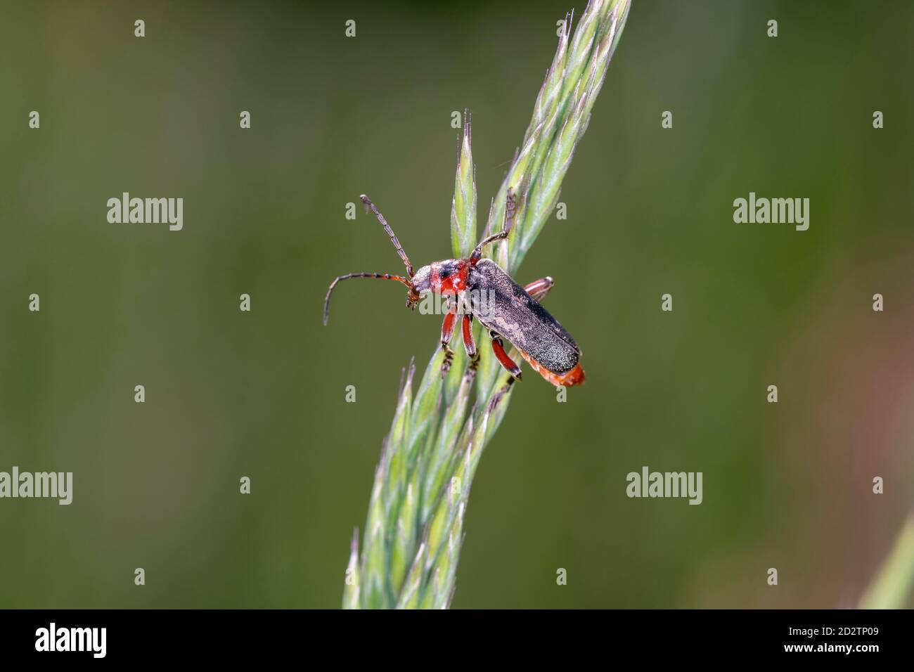Soldier Beetle o Leatherwing, (Cantharis rustica), Cantharidae. Ci sono molti coleotteri di Cantharis ma questo è il più comune. Ha femora rossa (t Foto Stock