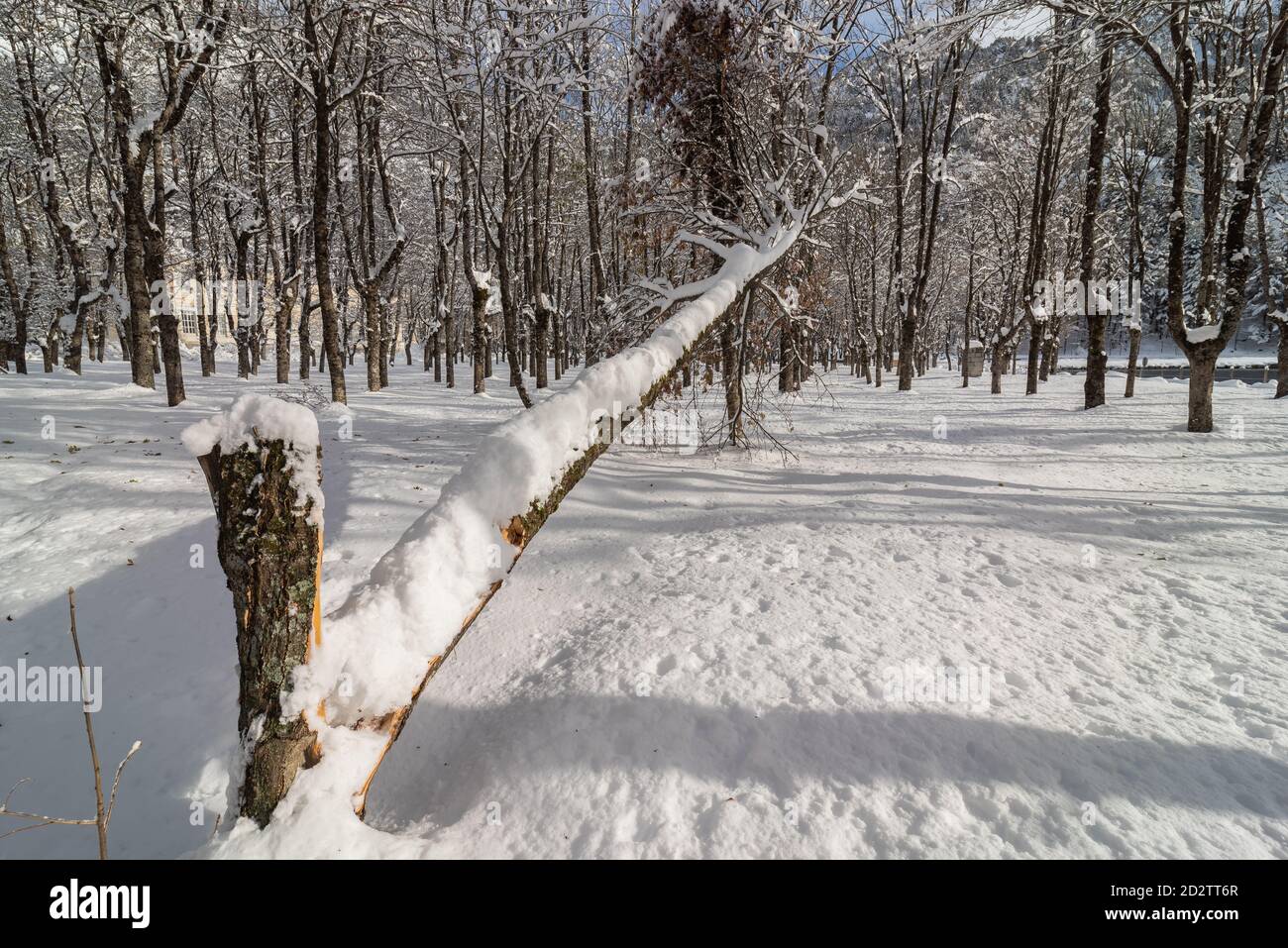 Alberi glassati senza foglie ricoperti di neve bianca pura in inverno boschi Foto Stock