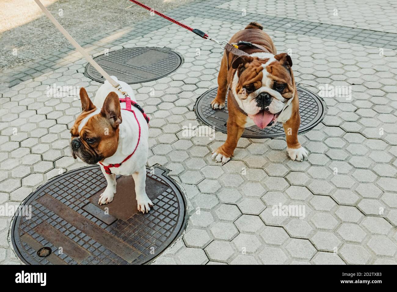 Alto angolo di simpatico cucciolo di Bulldog inglese e francese Bulldog con i guinzaglio in piedi su strada lastricata Foto Stock